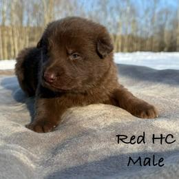 Red HC - Liver male German Shepherd puppy in Terra Alta, West Virginia from Shepherd Country Farm and Kennels