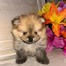 Winston - Orange sable male Pomeranian puppy in Zavalla, Texas from Precious Puff Poms