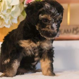 Goldendoodle puppies from Diamond Doodle Pups and Poodles