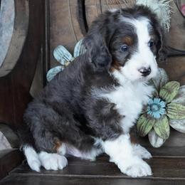 Boy 1 - Blue merle male Aussiedoodle puppy in Lawton, Oklahoma from Lindsey’s Aussies