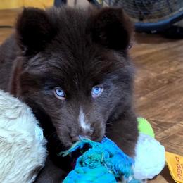Pepper - Red and white female Siberian Husky puppy in East Tawas, Michigan from BurnsBerg's Woolies