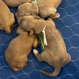 Sneezy- Gray - Apricot male Goldendoodle puppy in Bay City, Texas from Charming Doods Goldendoodles