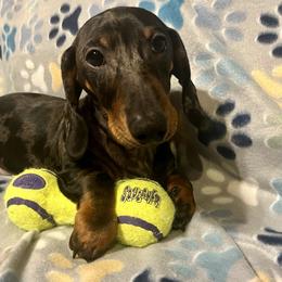 Dachshund Puppies from Mahzian Miniature Dachshunds