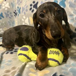 Dachshund Puppies from Mahzian Miniature Dachshunds