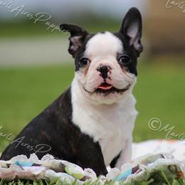 AKC 'Sweet Cheeks' - Black brindle and white female Boston Terrier puppy in Lamar, Missouri from Marti Acres ~ Boston Terrier & Beagles