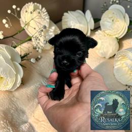 Orin - male Russian Salon Dog puppy in Kendallville, Indiana from Yorkies Kisses/Rusalka Siren Song