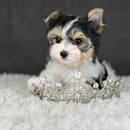 Lacey 3,550 - Black tan and white female Biewer Terrier puppy in Liberty, Texas from Tiny Yorkshire pups