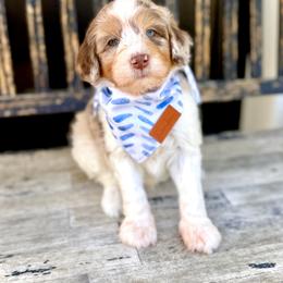 Boy 5 - Chocolate merle male Bernedoodle puppy in Salt Lake County, Utah from Coco Avenue Pups