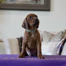 Teal Boy - Red male Redbone Coonhound puppy in Shreveport, Louisiana from BAFERD Kennels