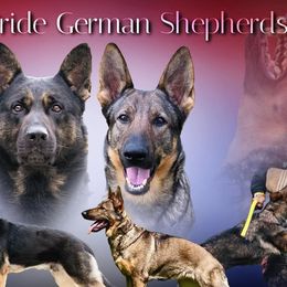 German Shepherds from United Pride  German shepherds