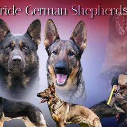 German Shepherds from United Pride  German shepherds