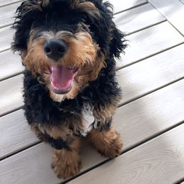 Bernedoodle All Grown Up from Big Butte Bernedoodles