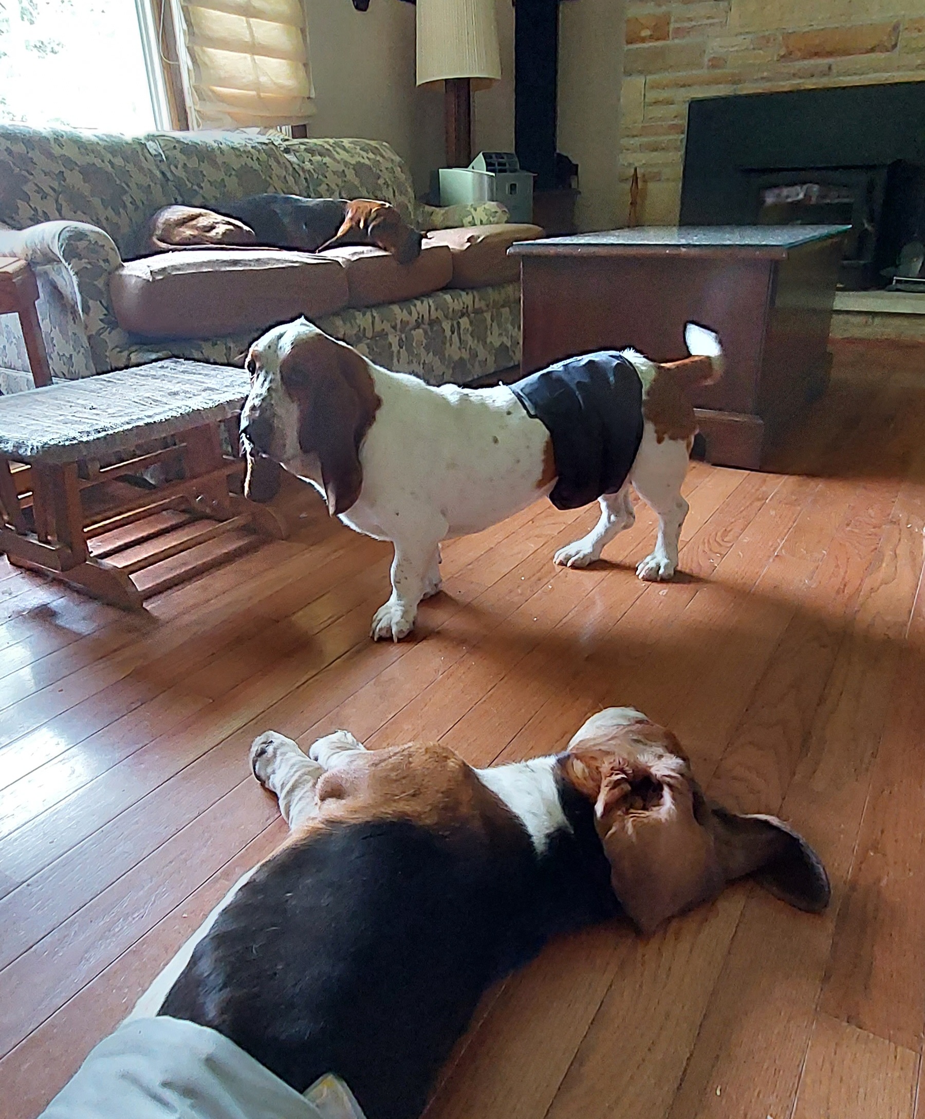 Basset Hound Puppies from Out Law Hounds Den