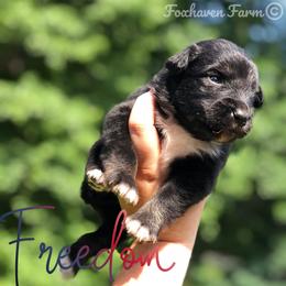 Freedom - Black tri-color male Australian Shepherd puppy in Tallapoosa, Georgia from Foxhaven Farms Aussies