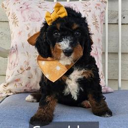 Sparkles - Tri-color female Bernedoodle puppy in Decatur, Georgia from So Adoodable