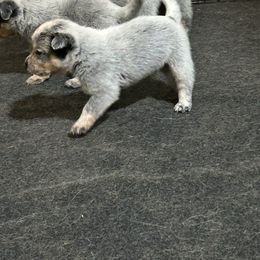 Australian Cattle Dog puppies from Glory Ranch Australian Cattle Dogs
