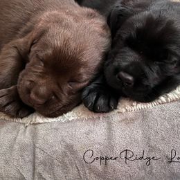 Labrador Retriever Puppies from CopperRidge Labs