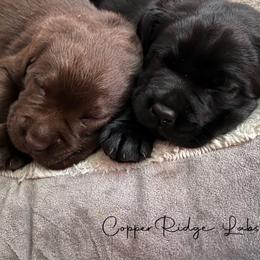 Labrador Retriever Puppies from CopperRidge Labs