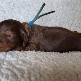 Cadbury (blue collar) - Chocolate and tan male Dachshund puppy in Anaconda, Montana from Williams Family Dachshunds