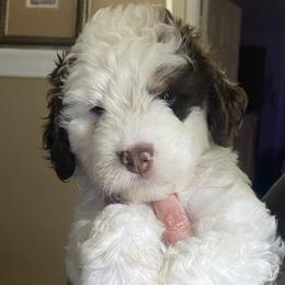 Green - Parti female Assorted Doodle Crosses puppy in Fort Bend County, Texas from Tx Super Doodles