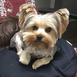 Cricket - Yorkshire Terrier