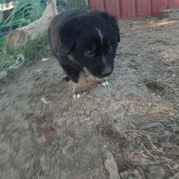 Australian Shepherd and Pembroke Welsh Corgi Puppies from Rocky Blue Australia shepherds
