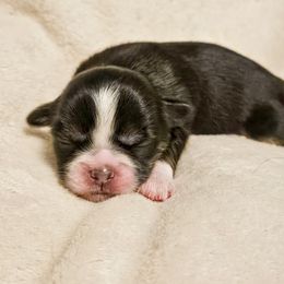Lhasa Apso Puppies from Luv-N-Laughter Lhasa Apsos
