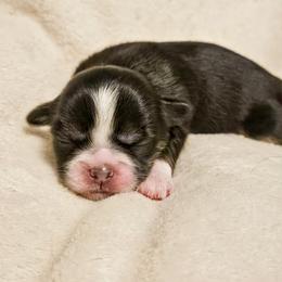 Lhasa Apso Puppies from Luv-N-Laughter Lhasa Apsos