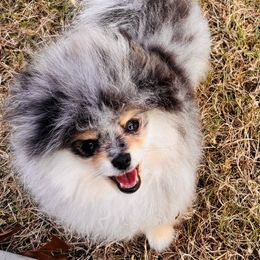 Zaxby - Blue merle male Pomeranian puppy in Fayetteville, North Carolina from Tar-heel Poms