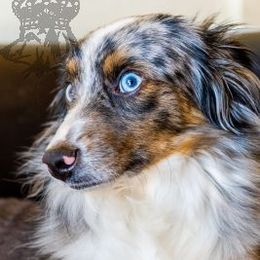 Zira - Miniature Australian Shepherd