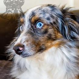 Zira - Miniature Australian Shepherd
