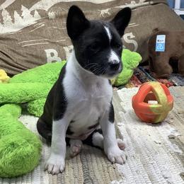 Pyro - Brindle and white male Basenji puppy in New Albany, Indiana from My African Gems