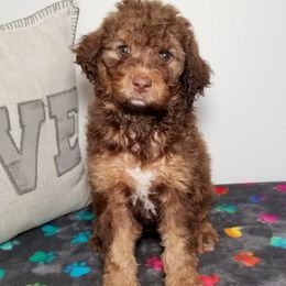Bernedoodle Puppies from Rose River Farms
