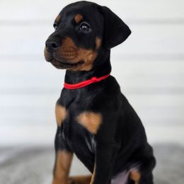 Red - Black and rust female Doberman Pinscher puppy in Denham Springs, Louisiana from Franklin Dobermans