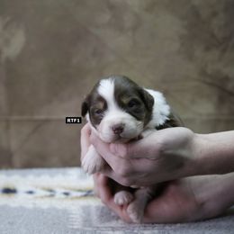 RTF1 - Red tri-color Australian Shepherd puppy in Warm Springs, Georgia from Out West Aussies