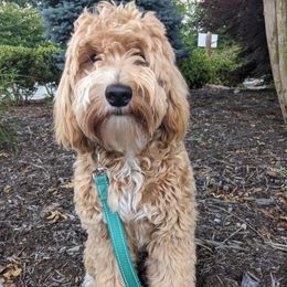 Lana - Goldendoodle