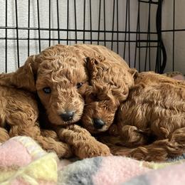 Cavapoo Puppies from Jorden’s Cavapoo’s