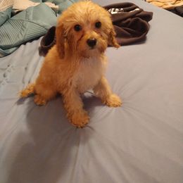 Boy 3 - Apricot male Cavapoo puppy in Ranger, Georgia from Gemini's Cavapoos