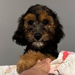 Amelia - Phantom female Goldendoodle puppy in West Frankfort, Illinois from Griffinstead Doodles