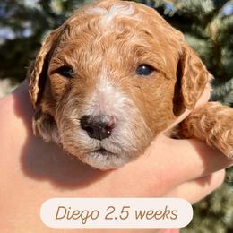 Diego - Apricot male Goldendoodle puppy in Sugar City, Idaho from Idaho Sugar Doodle Pups