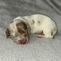 Isabella dappled piebald - Dapple male Dachshund puppy in Gainesville, Texas from Diamond B Doxies
