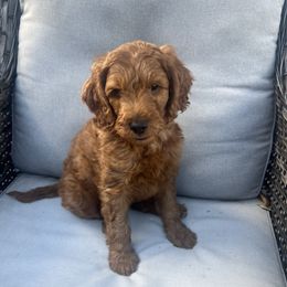 Chestnut - Red  male Goldendoodle puppy in Bradenton, Florida from Christianna’s Mini Goldendoodles