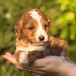 Maple - Red  female Goldendoodle puppy in Urbana, Illinois from ZaraDoodles