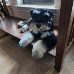 Miniature Schnauzer Puppies from JC miniature schnauzers