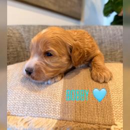 Bobby - Apricot male Goldendoodle puppy in Glendale, Arizona from Follow Your Bliss Doodles