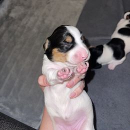 Dachshund Puppies from High Mountain Dachshunds