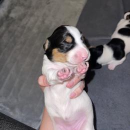 Dachshund Puppies from High Mountain Dachshunds