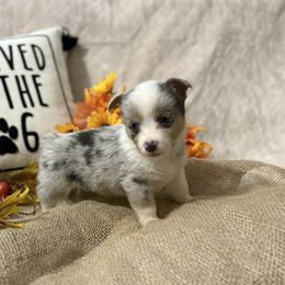 Lana - Blue merle and white female American Corgi puppy in Paradise, Texas from Bar S Corgis