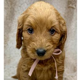 Dream - Red female Australian Labradoodle puppy in Upland, California from Kings Labradoodles