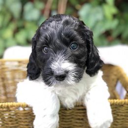 Australian Labradoodles, Labradoodles, and Poodles from Classic Poodles and Doodles